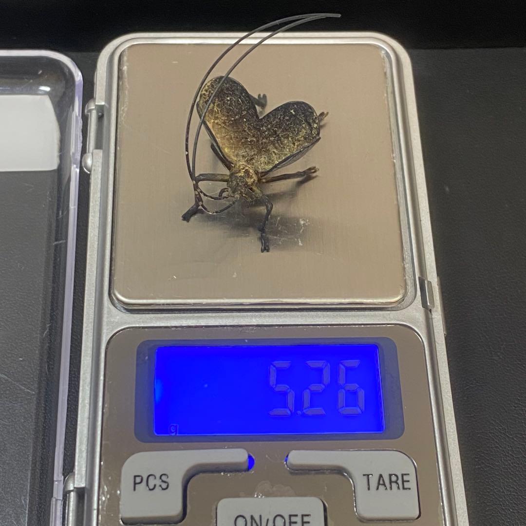 sh2270 銀製 鈴虫　置物　清課堂　京都