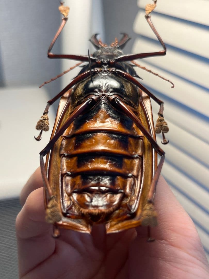 【106mm♀】オオキバウスバカミキリ標本 Macrodontia昆虫標本