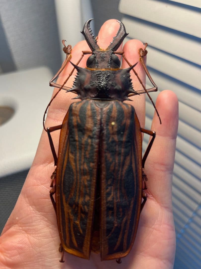 【106mm♀】オオキバウスバカミキリ標本 Macrodontia昆虫標本