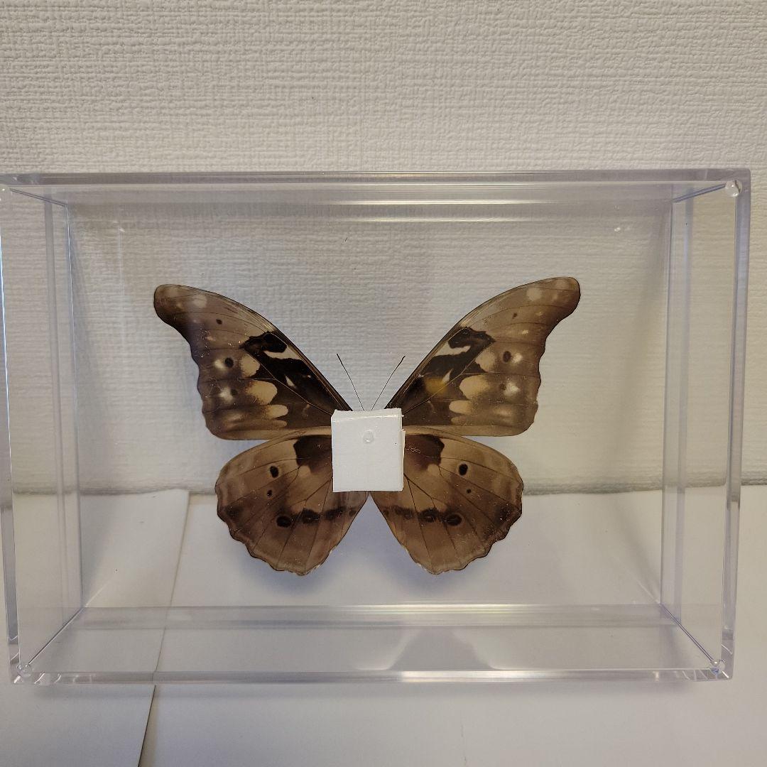 蝶の標本　ジャングルを舞う宝石(珍珍)