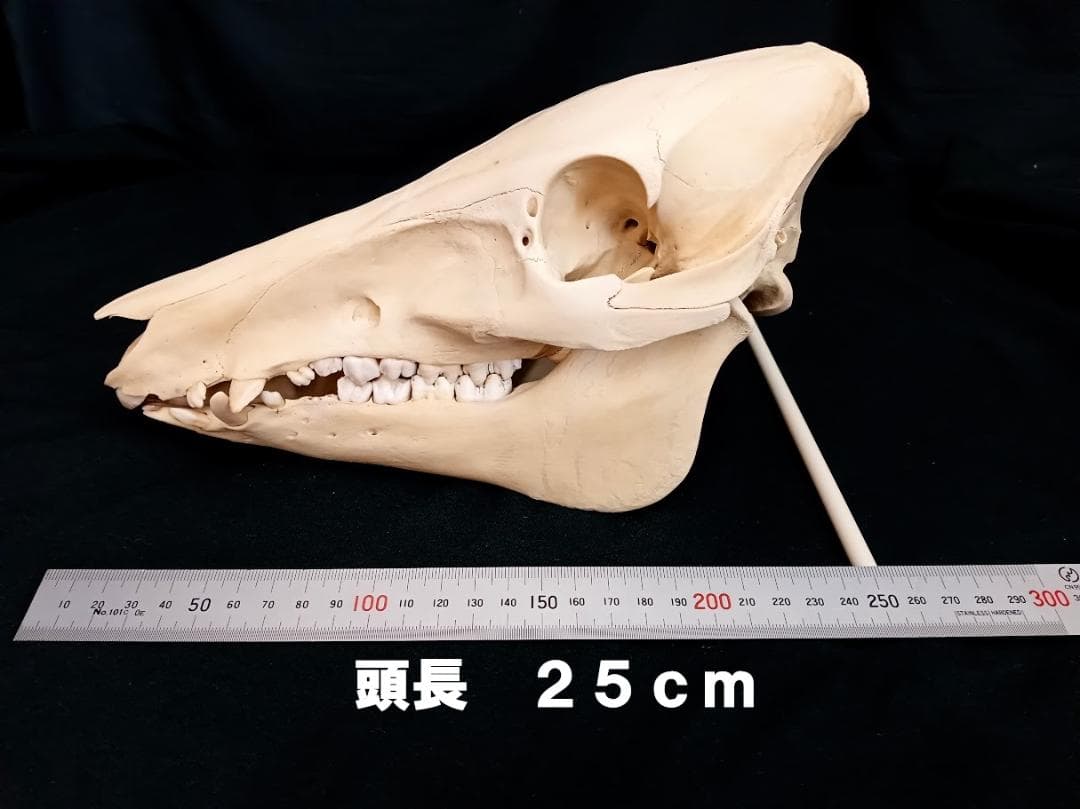 【頭骨標本】種名　イノシシ ♀ ２８Kg　頭長２５ｃｍ