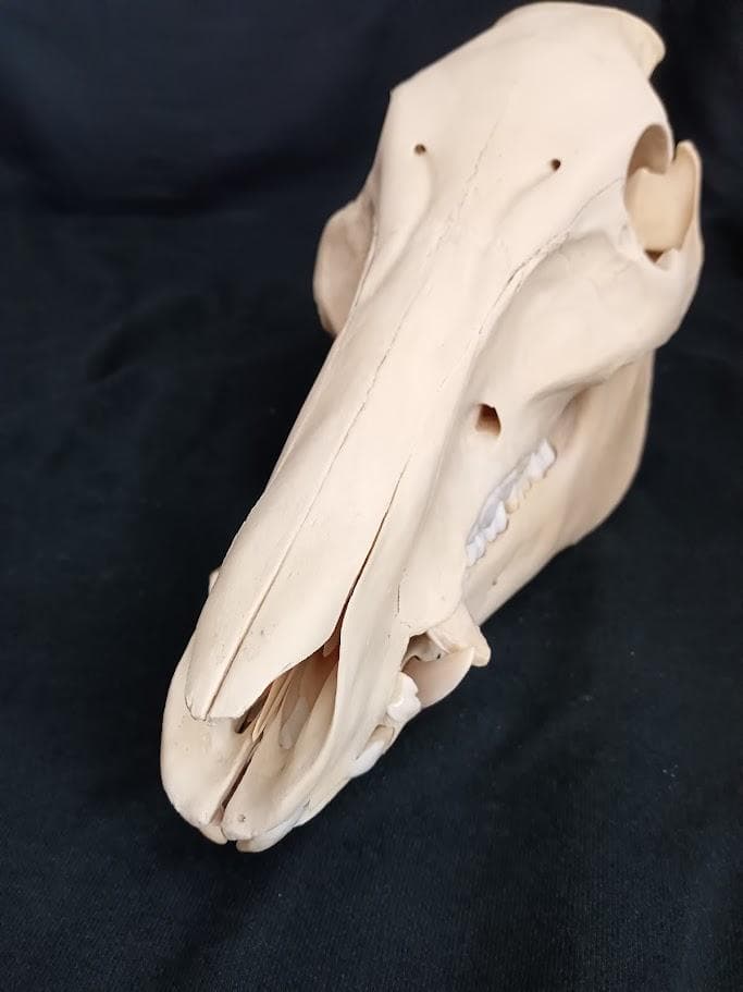 【頭骨標本】種名　イノシシ ♀ ２８Kg　頭長２５ｃｍ