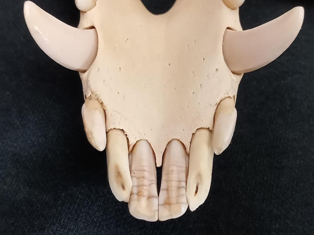 【頭骨標本】種名　イノシシ ♀ ２８Kg　頭長２５ｃｍ