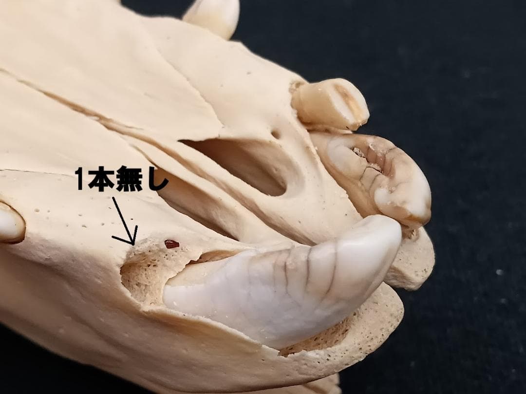 【頭骨標本】種名　イノシシ ♀ ２８Kg　頭長２５ｃｍ