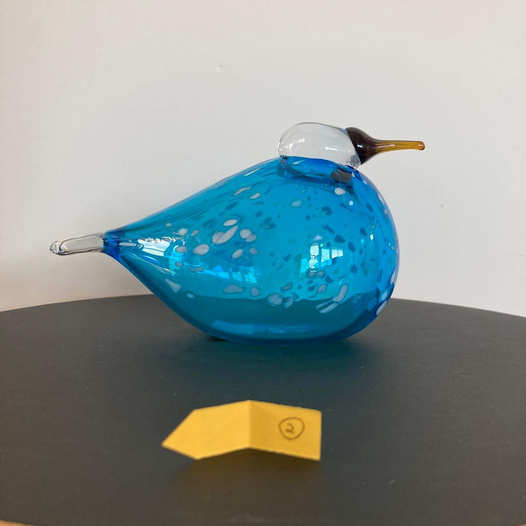 イッタラバード　ブルーフィンチ　blue finch ②