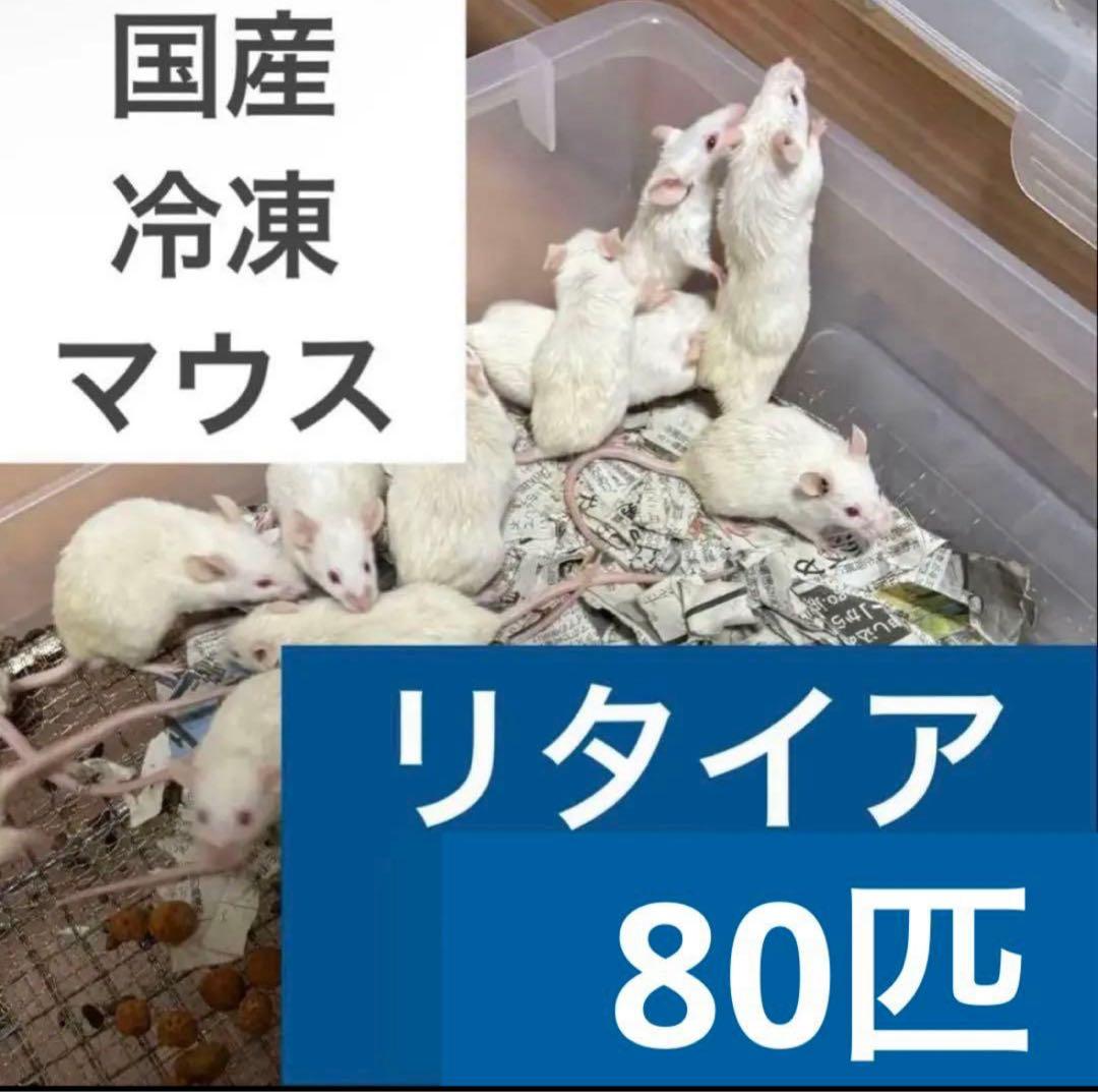 rin　冷凍マウス アダルトLL リタイア　セット 送料無料