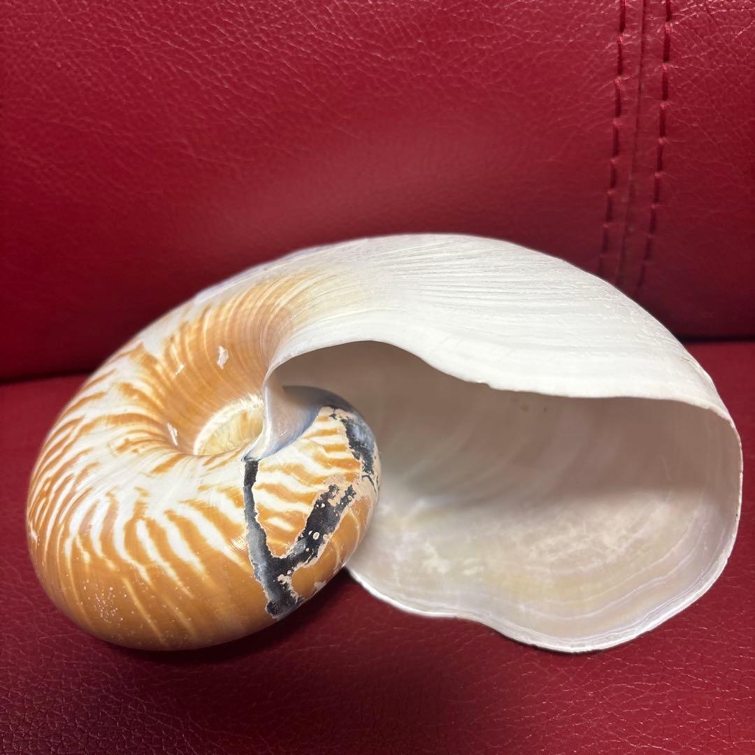 (貴重)ニューギニア産ヒロベソオウムガイ　１７cm