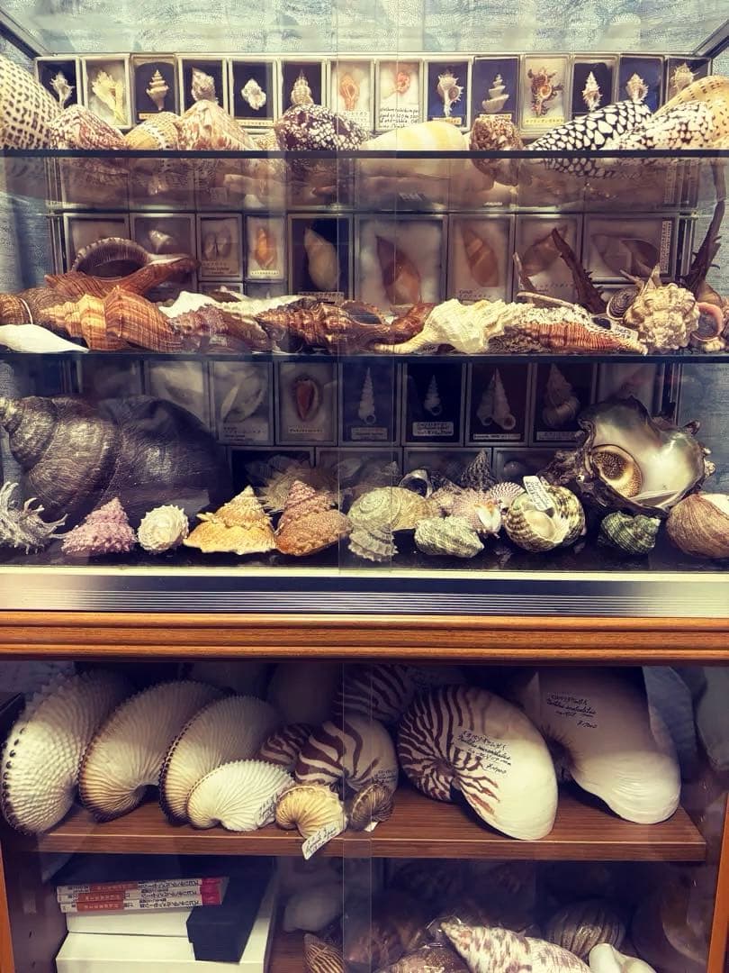 (貴重)ニューギニア産ヒロベソオウムガイ　１７cm