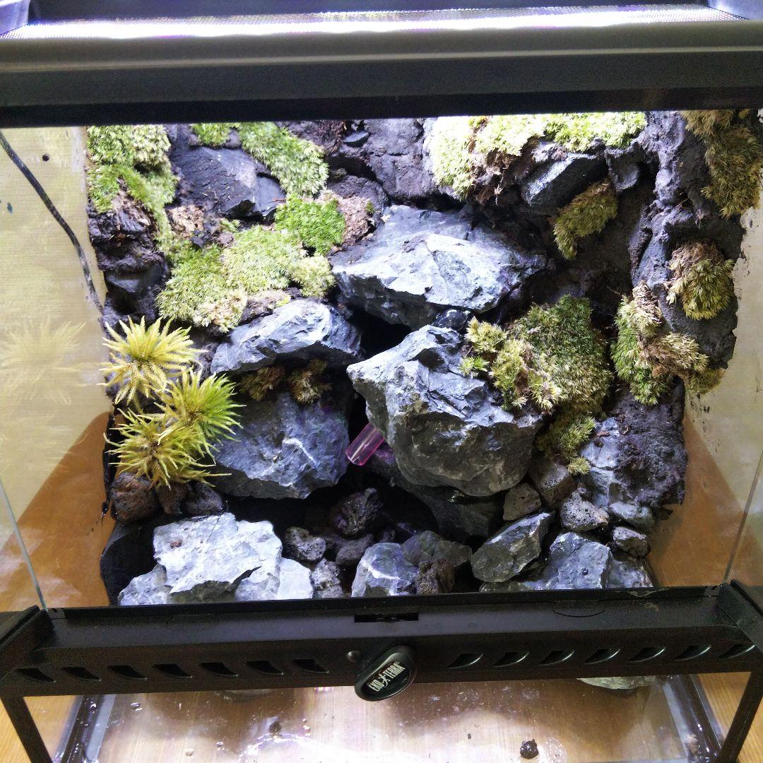 【受注生産】イモリウム　アクアテラリウム グラステラリウム