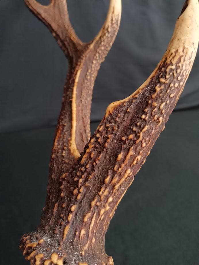 桜龍標本　ニホンジカ　オス　５６Kg　角付き頭骨＋寛骨