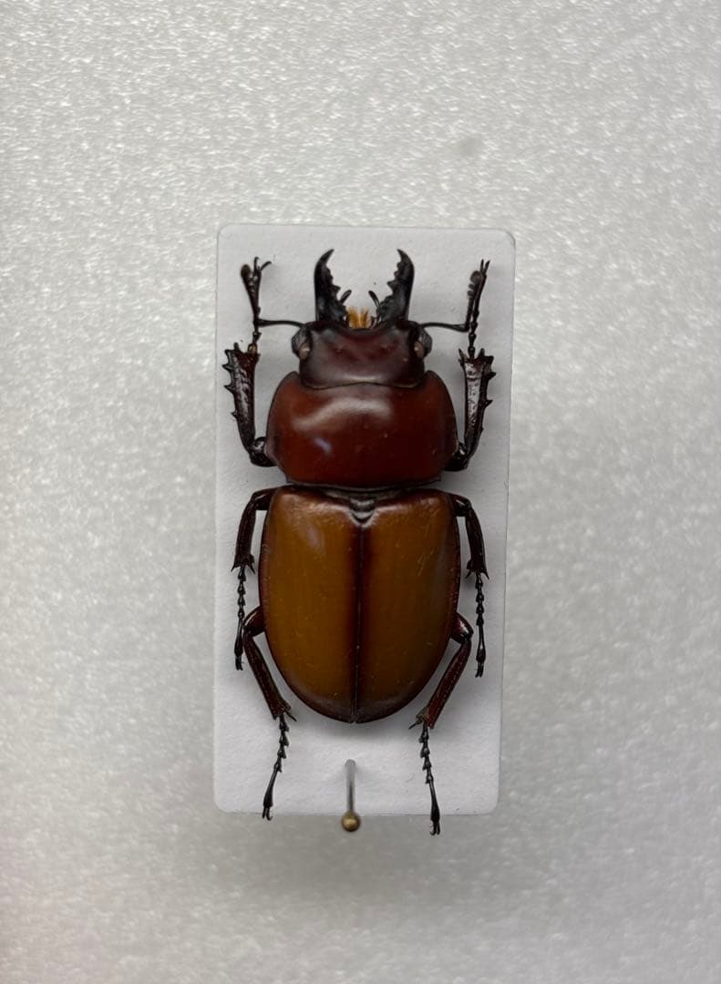 大型！規制前採集 チャイロマルバネ標本