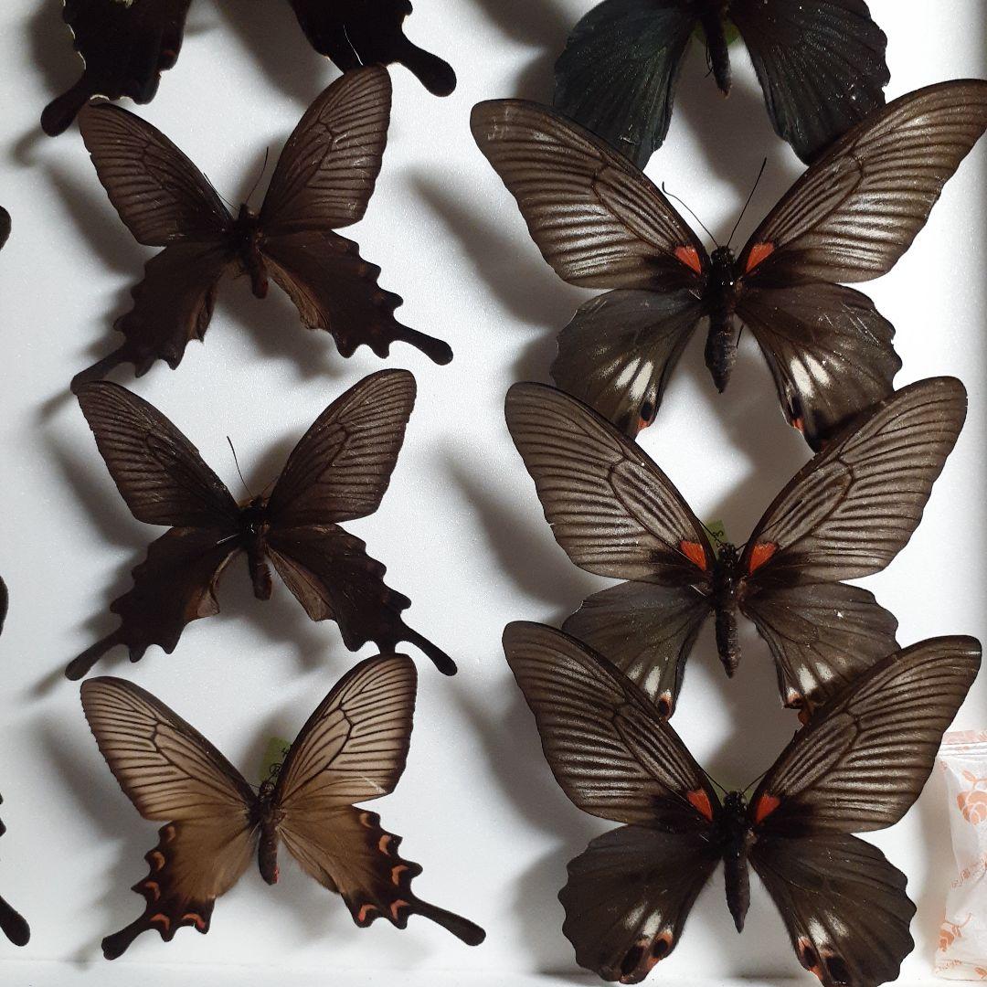 蝶標本　アゲハチョウ類8種47頭、大型ドイツ標本箱２箱入りセット