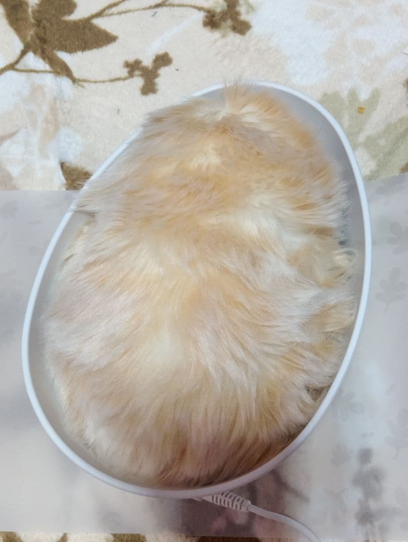 ぬいぐるみ haru