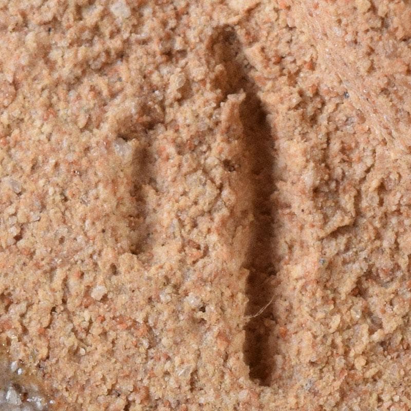 和食器　唐津焼　武村利左衛門作　絵唐津　向付　五客　共箱　V　R8437