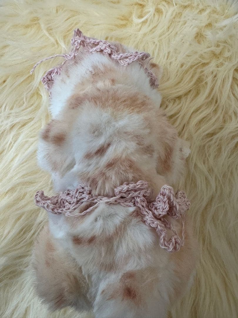 海外作家様作　猫の赤ちゃん　アートドール