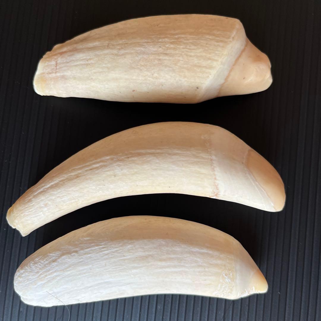 鯨歯3本セット