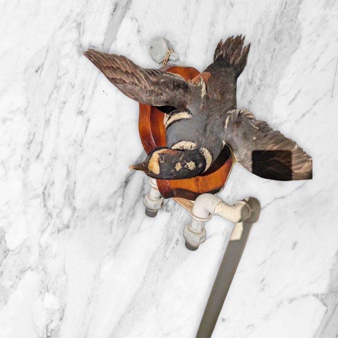 シノリガモの剥製　鴨　鳩