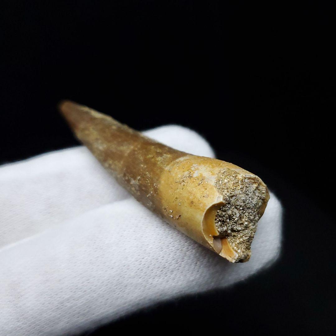 プレシオサウルス 化石 歯 本物 モロッコ産 43.21mm ケース pr85