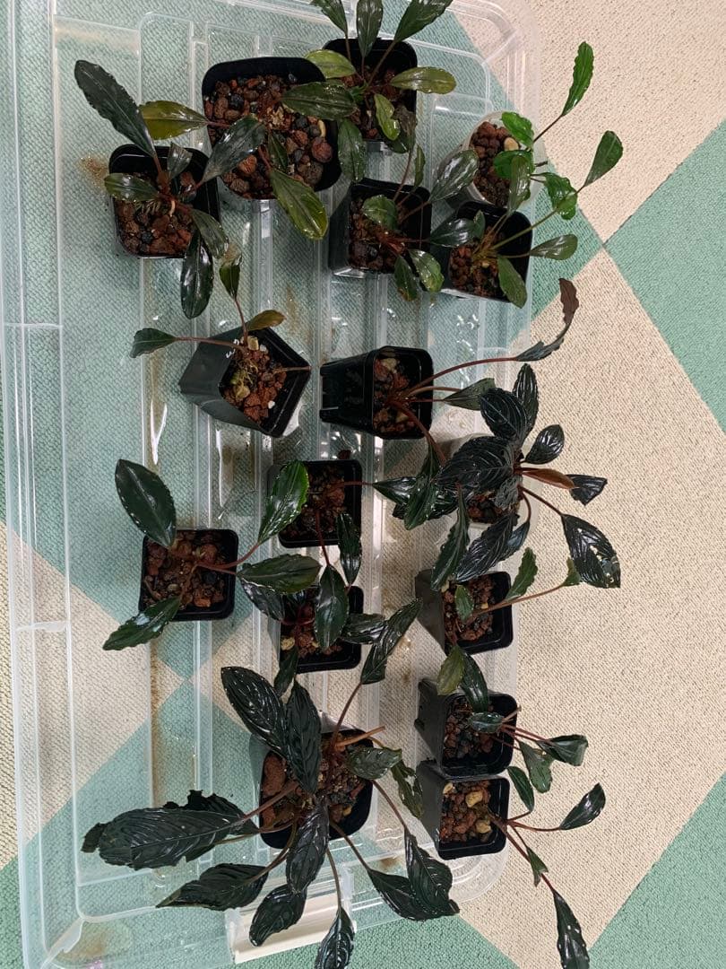 ブセファランドラ。　17株　セール