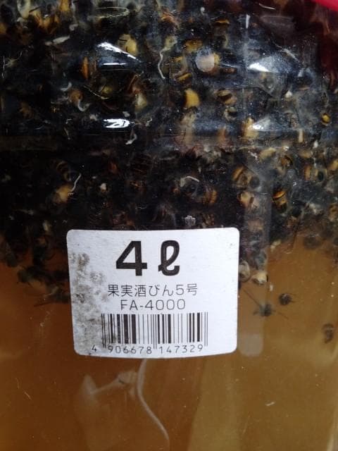 昆虫標本　ニホンミツバチ　1万匹ほど　35度焼酎漬け　25年5月