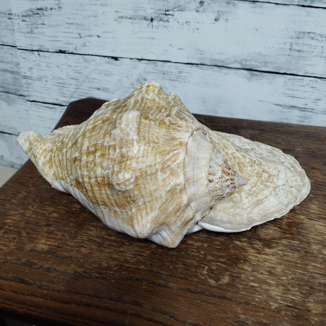 【希少・大型29cm】ブラジル産 ホラガイ 貝殻 天然石 インテリア 標本