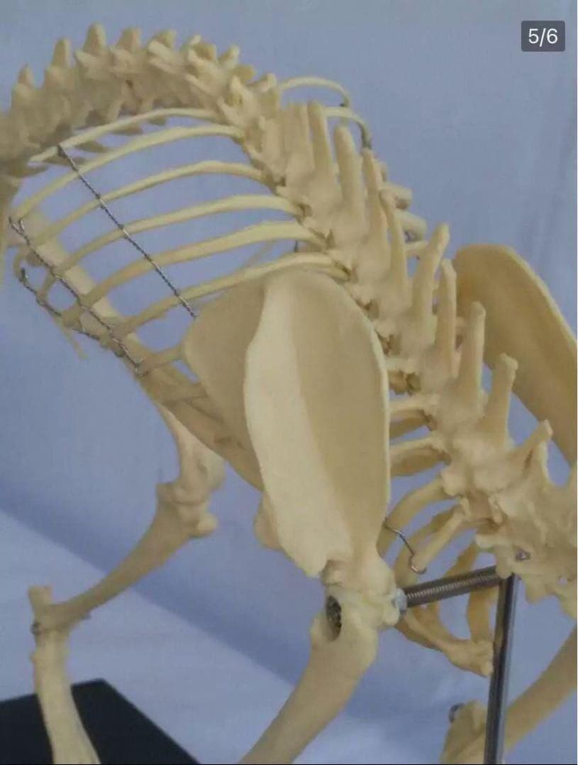 解剖学教材に！猫全身骨格模型 W47×L23×H32cm