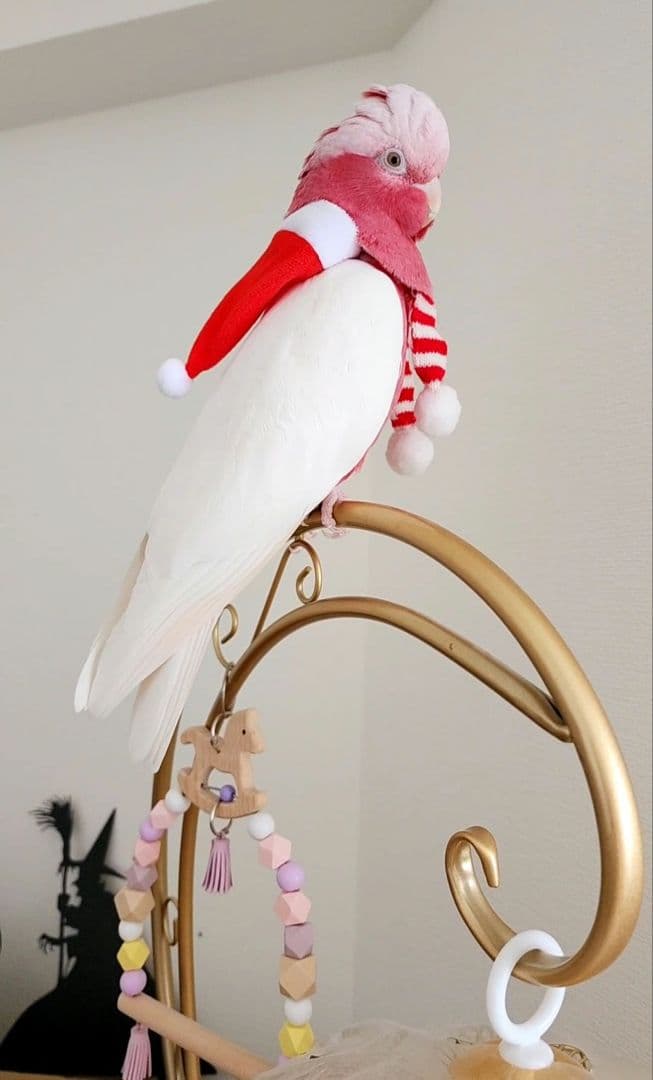 鳥かご ケージ スタンド セット インコ