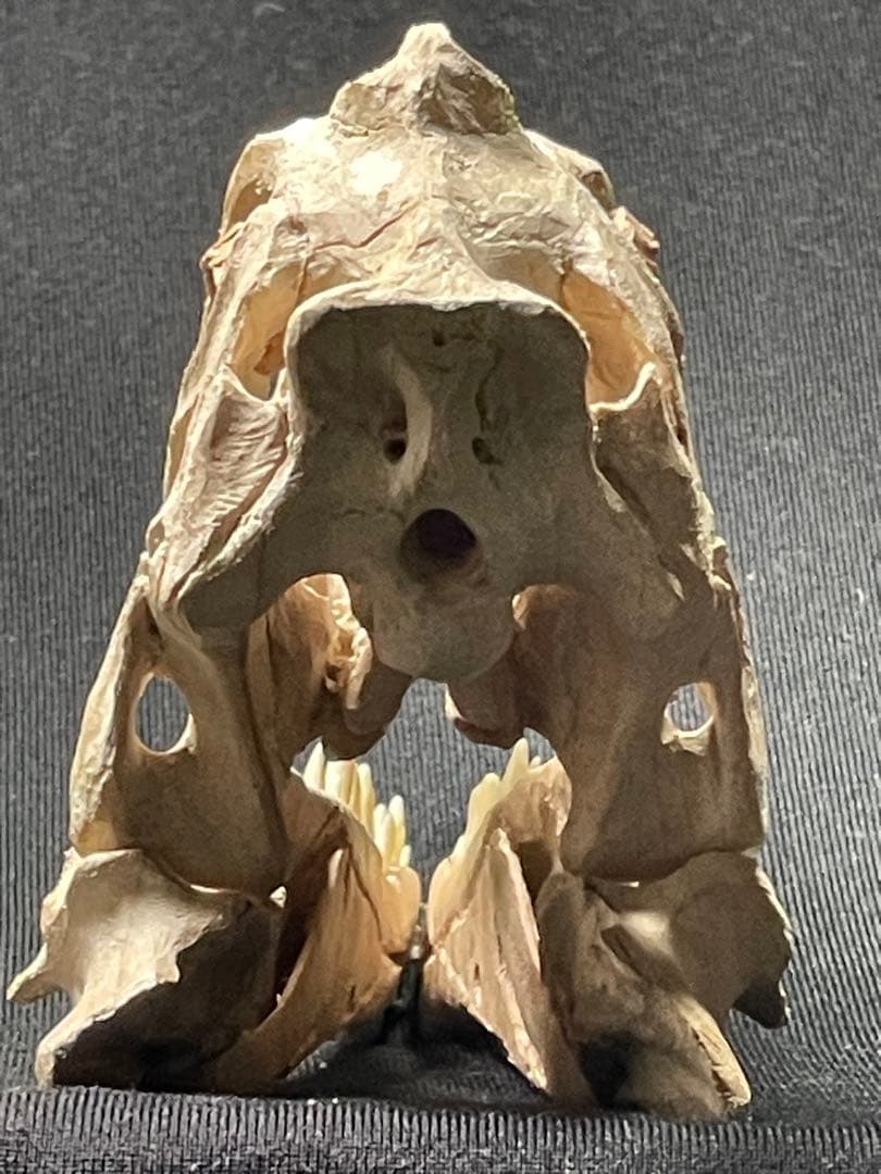 木彫 珍品　恐竜 イリテーター(イリタトール) 頭骨模型　14cm