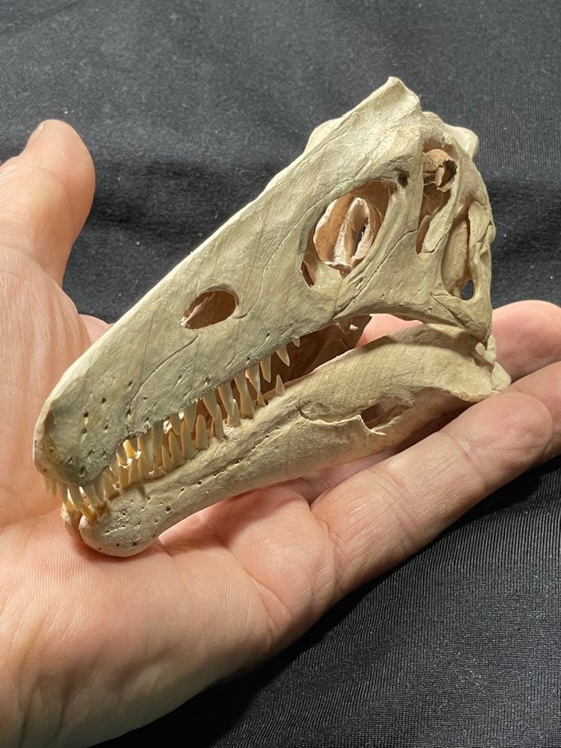 木彫 珍品　恐竜 イリテーター(イリタトール) 頭骨模型　14cm