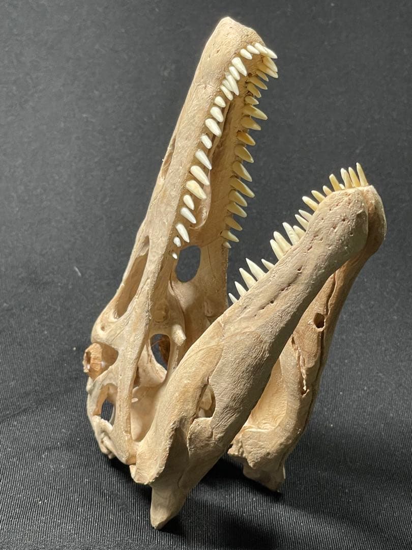 木彫 珍品　恐竜 イリテーター(イリタトール) 頭骨模型　14cm