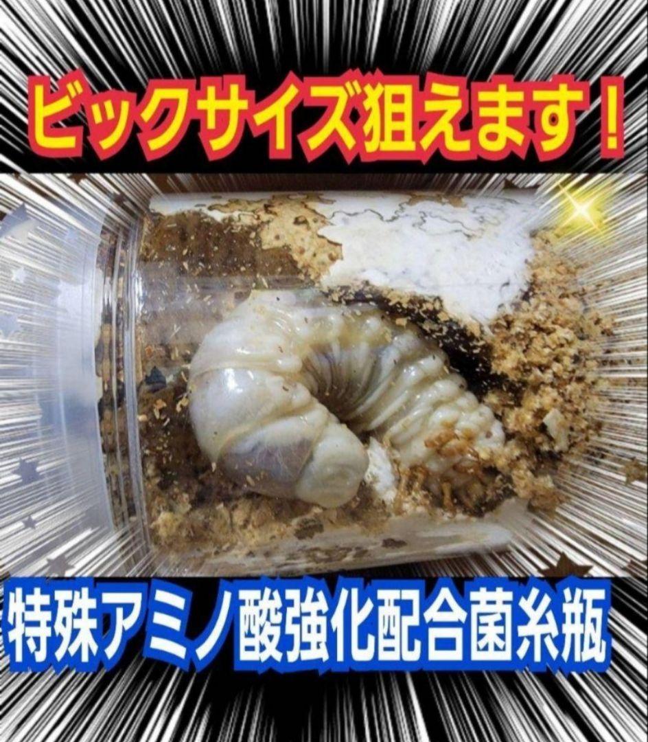 極上！ヒマラヤひらたけ菌糸瓶【１０本セット】トレハロース、キトサン強化配合！