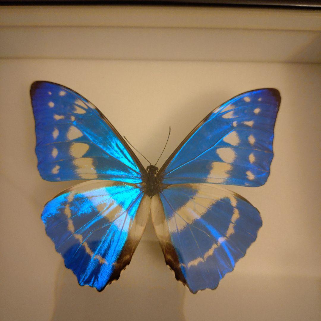 キプリスモルフォ 標本 美品 標本箱付き