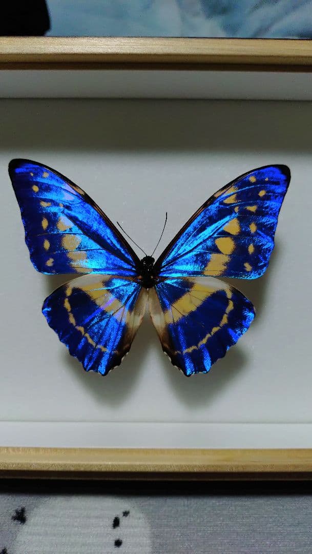 キプリスモルフォ 標本 美品 標本箱付き