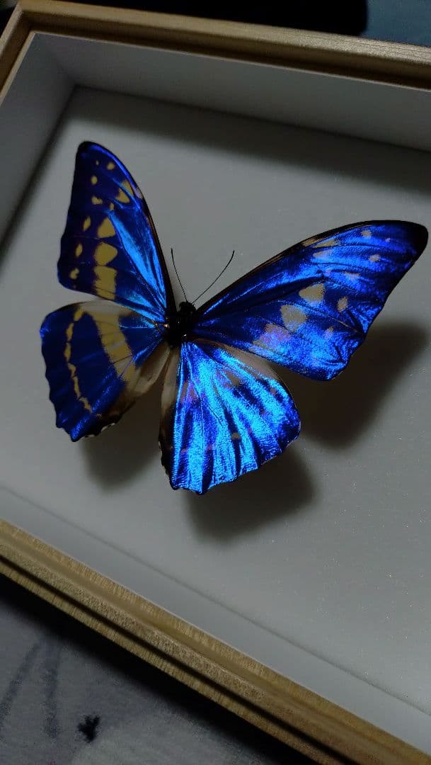 キプリスモルフォ 標本 美品 標本箱付き