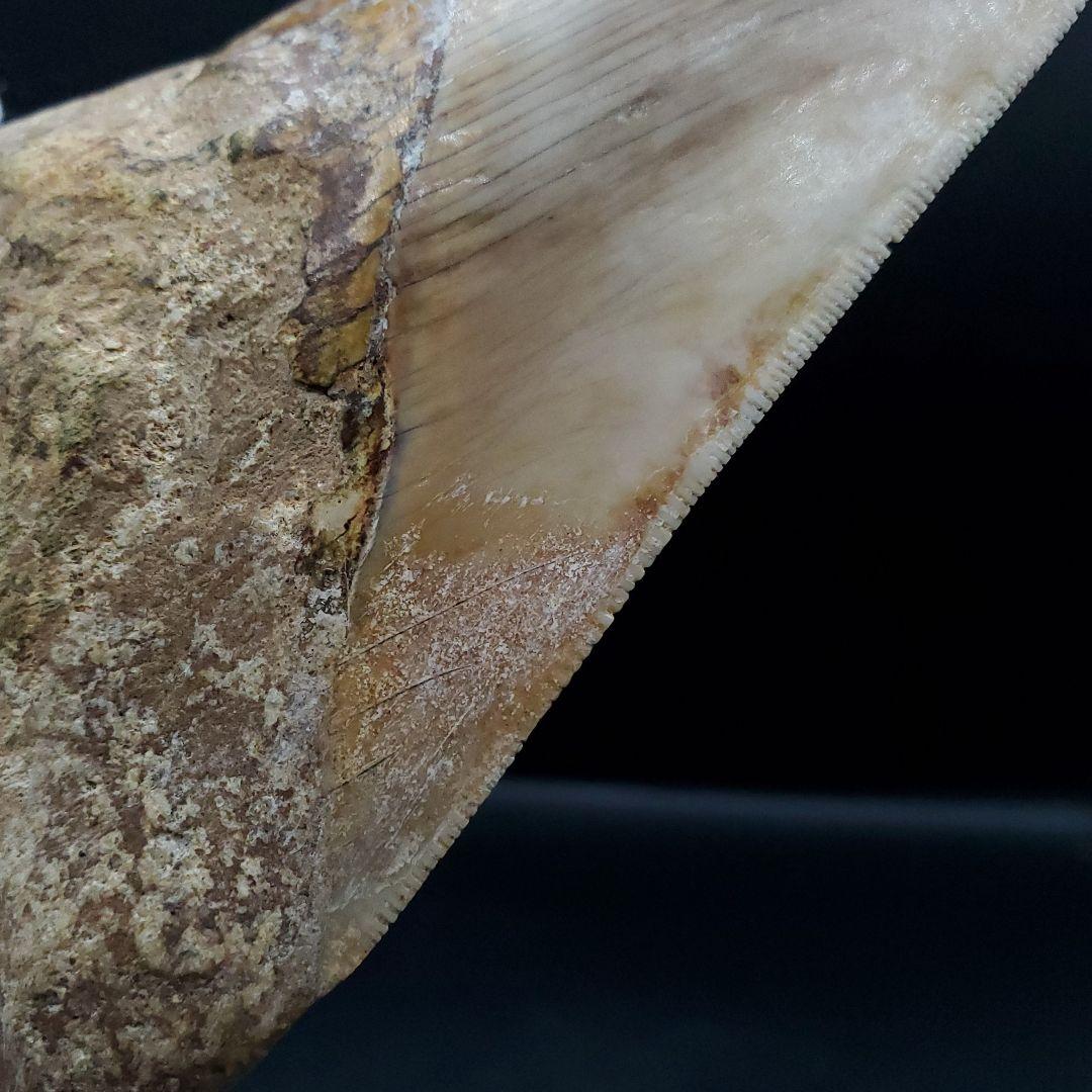 極上 メガロドン 歯 化石 本物 インドネシア 117.89mm mg7