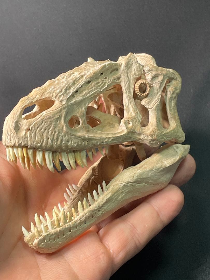 木彫　恐竜　ユウティラヌス　頭骨模型　11cm
