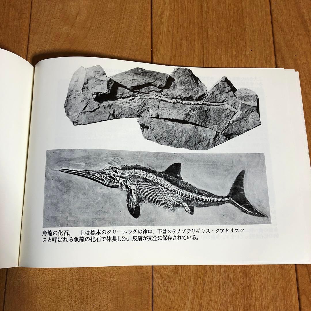 アンモナイト化石