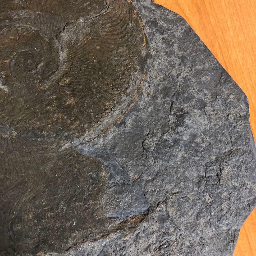 アンモナイト化石