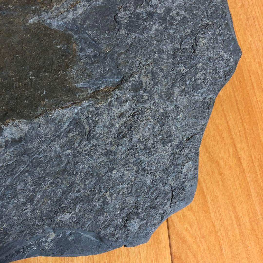 アンモナイト化石