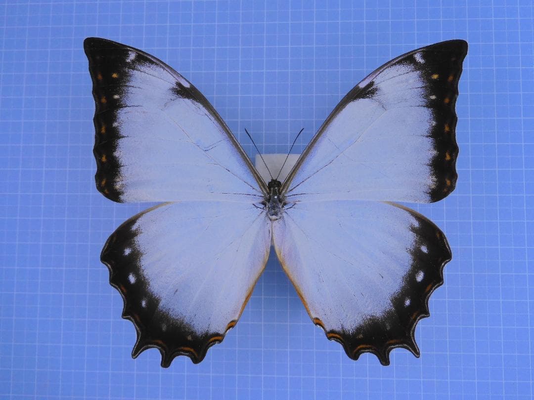 標本 Peru Morpho teseus juturia 122mm