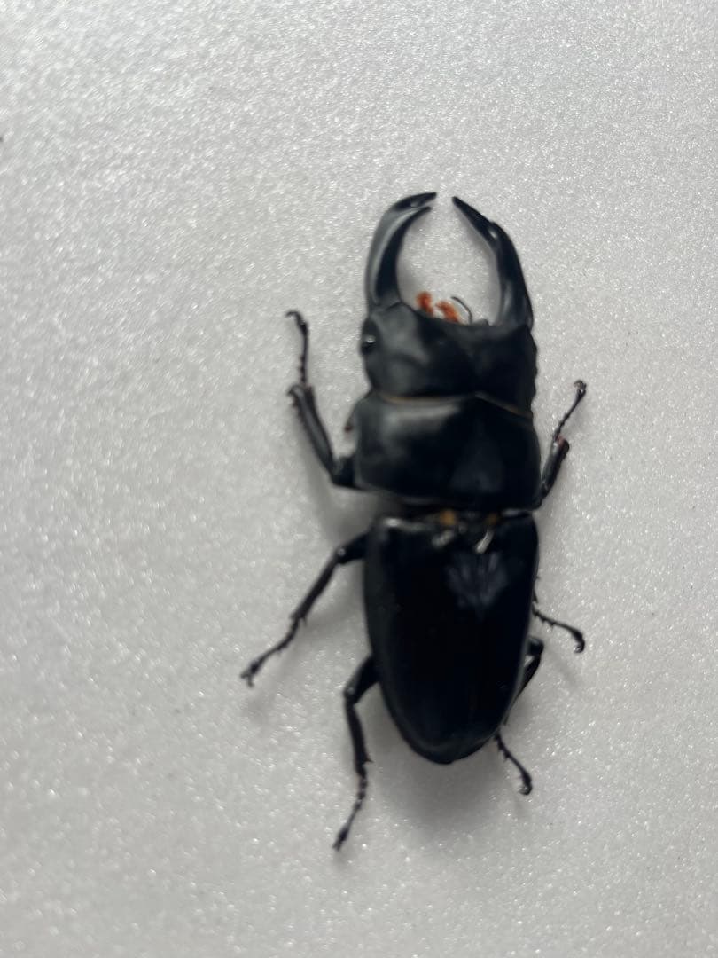 オオクワガタ89.5mm 能勢産　YG血統 昆虫標本用として