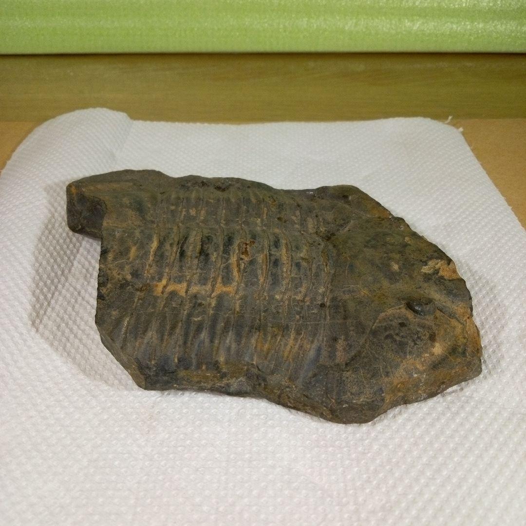 三葉虫　化石　三葉虫化石　究極のレトロ　fossil　大きい　化石管理番号⑱