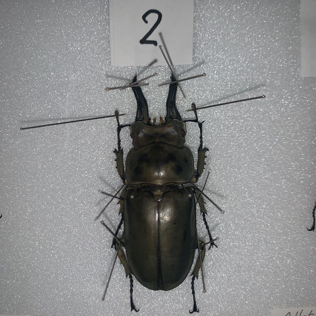 Ａ.ローゼンベルク　オオゴンオニ野外品3体セット