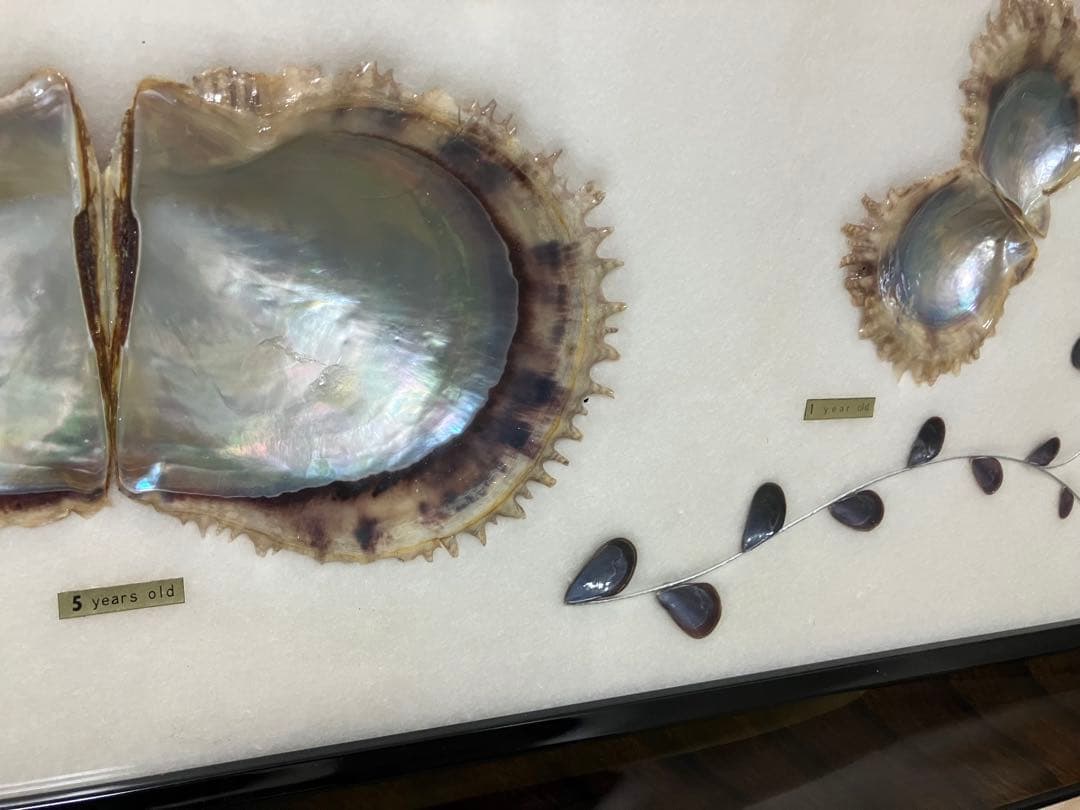 養殖真珠 標本 アートフレーム　成長順　額入り コレクション　パール7粒入り