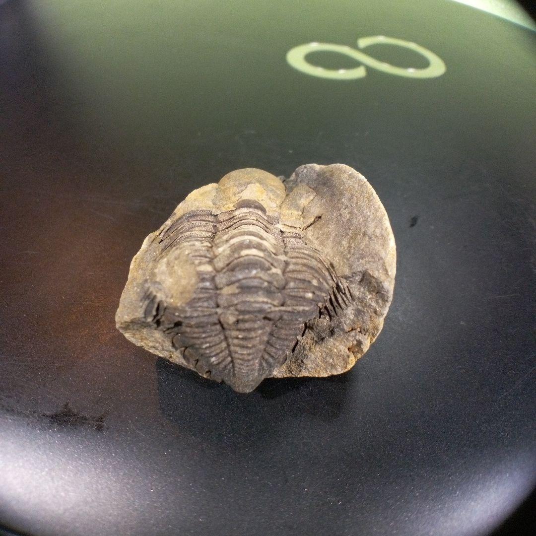 三葉虫　化石　fossil　ボリビア産　トライロバイト　三葉虫個体⑤