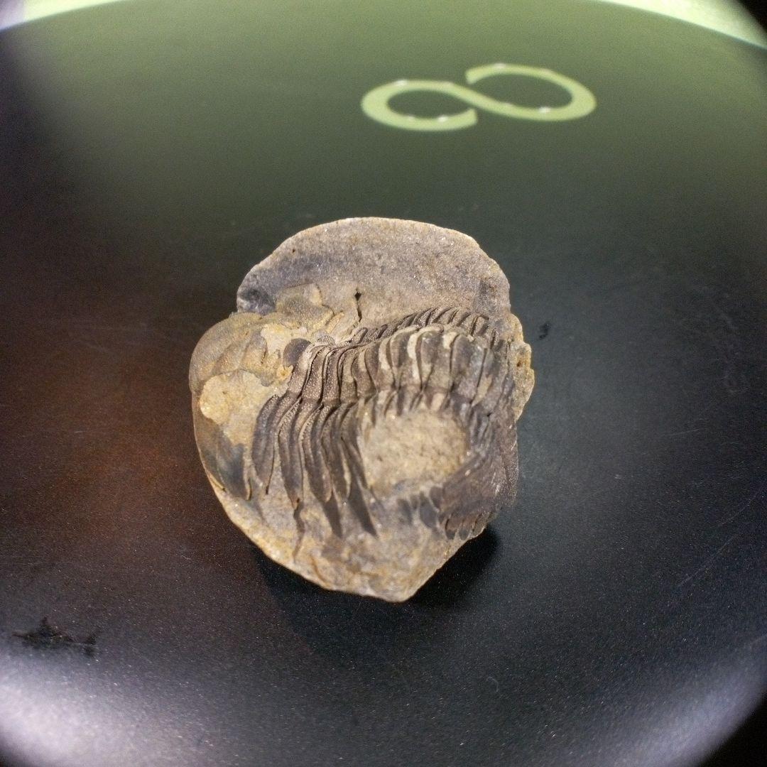 三葉虫　化石　fossil　ボリビア産　トライロバイト　三葉虫個体⑤
