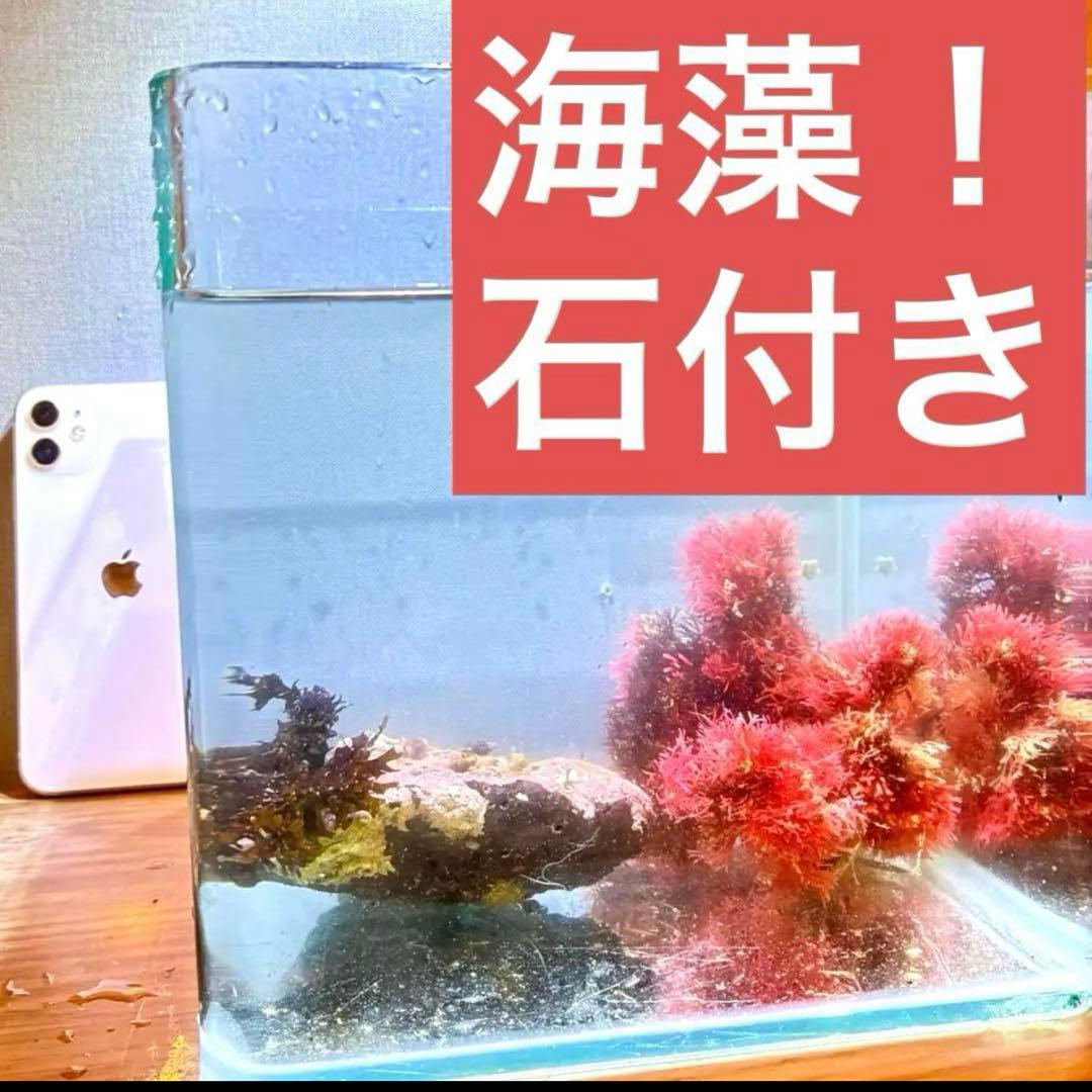 石付き！ミル　海藻　岩付き　ライブロック