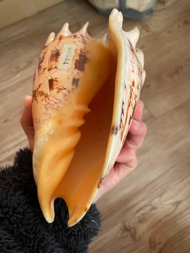 貝殻　標本　ミヒカリコウロギ