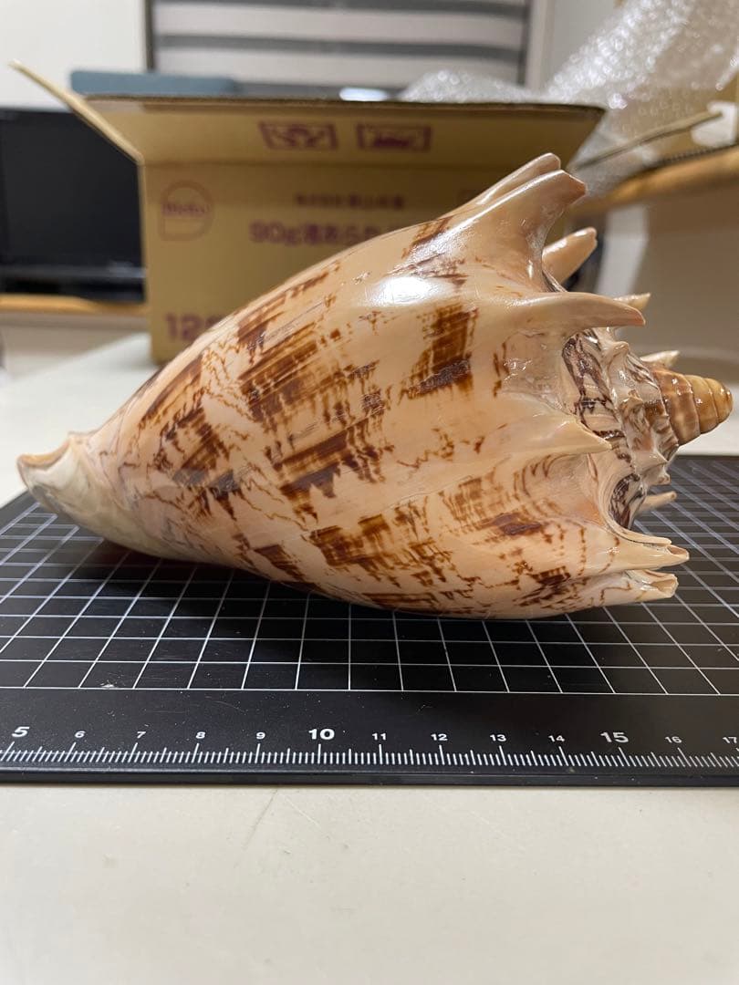 貝殻　標本　ミヒカリコウロギ