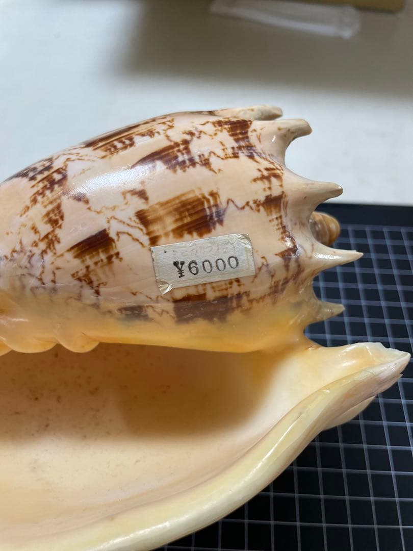 貝殻　標本　ミヒカリコウロギ